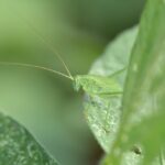 Germogli giovani protetti da una rete contro grilli e cavallette affamati.