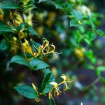 Rampicante fiorito tutto l'anno, con foglie verdi e fiori colorati, ideale per chi ha il pollice nero.