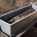 Vaso con aglio piantato nel terreno, simbolo di giardinaggio e coltivazione a marzo.