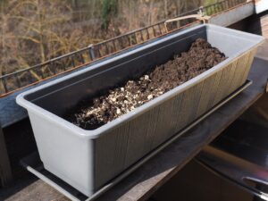 Vaso con aglio piantato nel terreno, simbolo di giardinaggio e coltivazione a marzo.