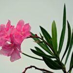 Oleandro potato in modo errato, senza fiori, su sfondo verde.