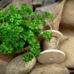 Immagine di semi di prezzemolo pronti per la semina in un vaso di terracotta.