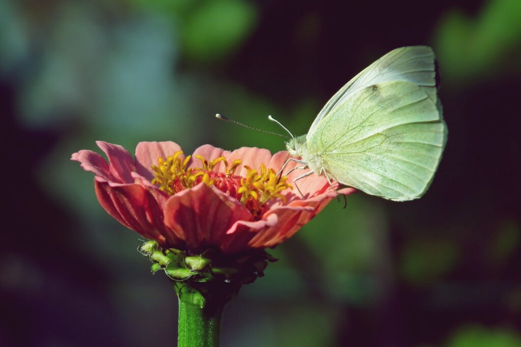 Giardino in balcone: ecco le piante che attirano le farfalle in estate