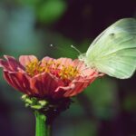 Giardino in balcone con piante colorate che attirano farfalle durante l'estate.