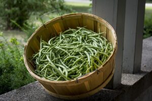 Immagine di un orto con fagioli verdi e piante da evitare, come pomodori e patate.
