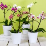 Orchidee in vaso con metodo giapponese per un'irrigazione efficace e sana delle piante.