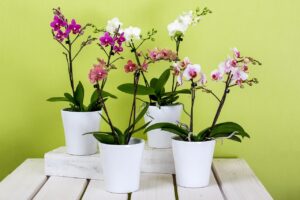 Orchidee in vaso con metodo giapponese per un'irrigazione efficace e sana delle piante.