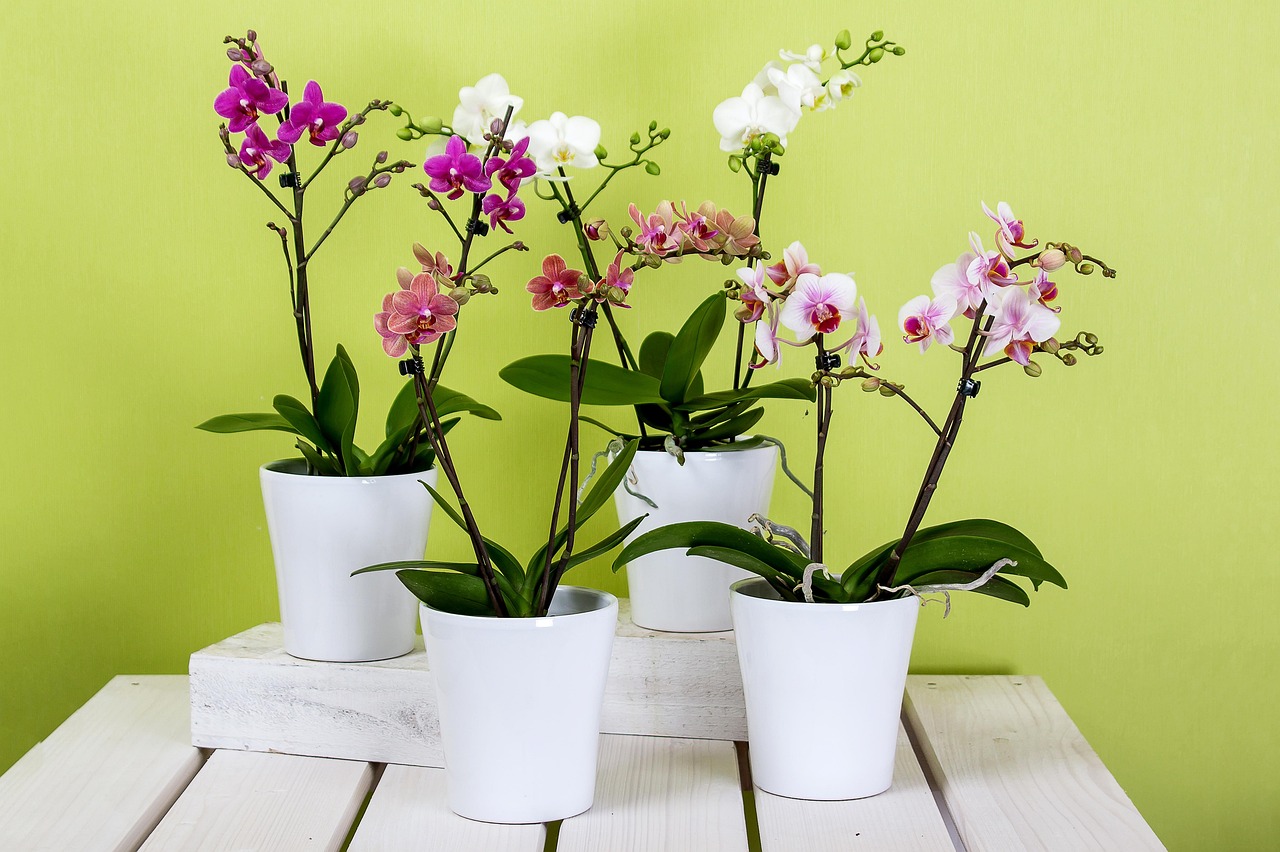 Orchidee in vaso con metodo giapponese per un'irrigazione efficace e sana delle piante.