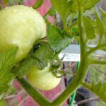 Tecnica del filo per sostenere pomodori in crescita, senza uso di supporti.