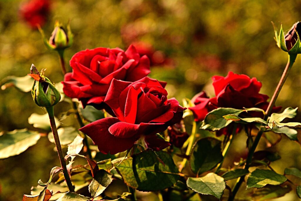 Come far fiorire le rose tutto l’anno? Ecco il trucco del giardiniere