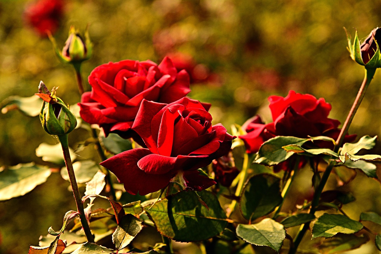 Giardiniere mentre cura rose in un giardino fiorito, suggerendo tecniche per una fioritura continua.