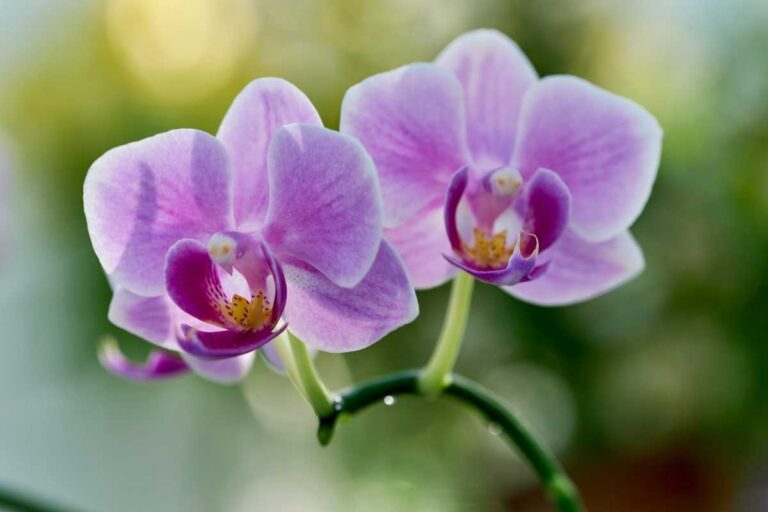 Fioritura dell’orchidea: ecco il trucco per ottenere fiori più grandi e colorati