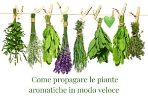 Ecco il metodo infallibile per propagare le tue piante aromatiche in modo veloce