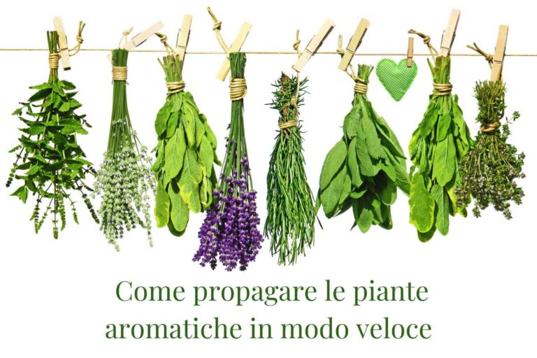 Ecco il metodo infallibile per propagare le tue piante aromatiche in modo veloce