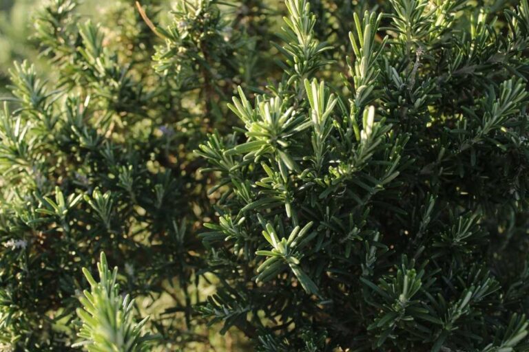 Ecco il fertilizzante naturale che fa crescere il tuo rosmarino in modo esplosivo