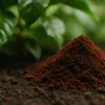 Fondi di caffè per bouganville: come usarli per una fioritura più rigogliosa