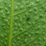 Cocciniglia verde: come riconoscerla e eliminarla dalle piante