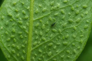 Cocciniglia verde: come riconoscerla e eliminarla dalle piante