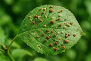 Cocciniglia: come riconoscerla e eliminarla dalle piante