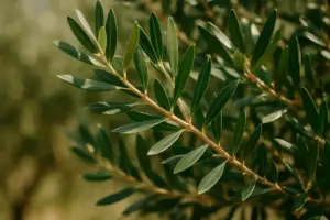 Come potare le olive: guida pratica alla potatura