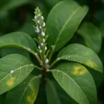 Perché la cochenille attacca le tue piante ornamentali? Riconoscere i segni precoci per salvare subito il fogliame
