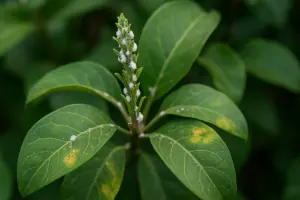 Perché la cochenille attacca le tue piante ornamentali? Riconoscere i segni precoci per salvare subito il fogliame