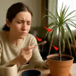 Perché le punte delle foglie si seccano nelle piante in casa? Tre errori comuni da correggere subito