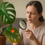 Monstera con foglie forate: segnale di salute o sintomo di carenze? Ecco cosa osservare