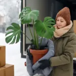 Traslocare piante in inverno: quali precauzioni adottare per ridurre lo shock termico?