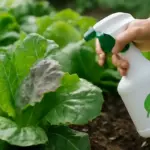 Prevenire la muffa grigia su ortaggi a foglia: la soluzione biologica che pochi mettono in pratica