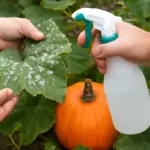 Perché le zucche mostrano macchie bianche sulle foglie? Cosa indica questo sintomo e come intervenire subito