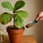 Ficus lyrata con foglie spente: quale concime naturale aiuta subito a recuperare il verde?