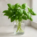 Talea di basilico: come farla radicare in acqua o terra