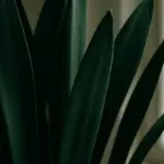 Sansevieria: cura, esposizione e come coltivarla in casa e fuori
