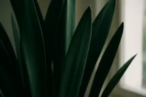 Sansevieria: cura, esposizione e come coltivarla in casa e fuori