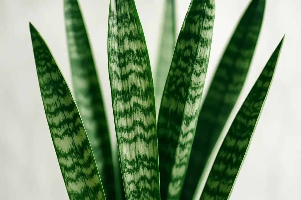 Sansevieria: esposizione, cure e terriccio per coltivare la lingua di suocera