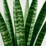 Sansevieria: esposizione, cure e terriccio per coltivare la lingua di suocera