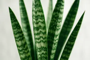 Sansevieria: esposizione, cure e terriccio per coltivare la lingua di suocera