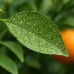 Acari degli agrumi: come riconoscerli e controllarli