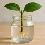 Radicante naturale per talee in acqua: metodi funzionanti e semplici