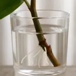 Talee in acqua e zucchero: come farle radicare con i metodi naturali