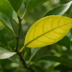 Acari degli agrumi: come riconoscerli e controllarli