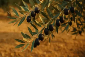 Aumentare la produzione dell’olivo: tecniche pratiche e manutenzione efficace