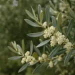 Manutenzione olivi: la guida per avere piante sane e produttive