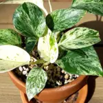 Pothos con foglie piccole e steli lunghi: il segnale da leggere prima di spostarlo