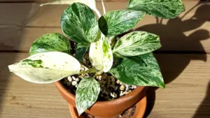 Pothos con foglie piccole e steli lunghi: il segnale da leggere prima di spostarlo