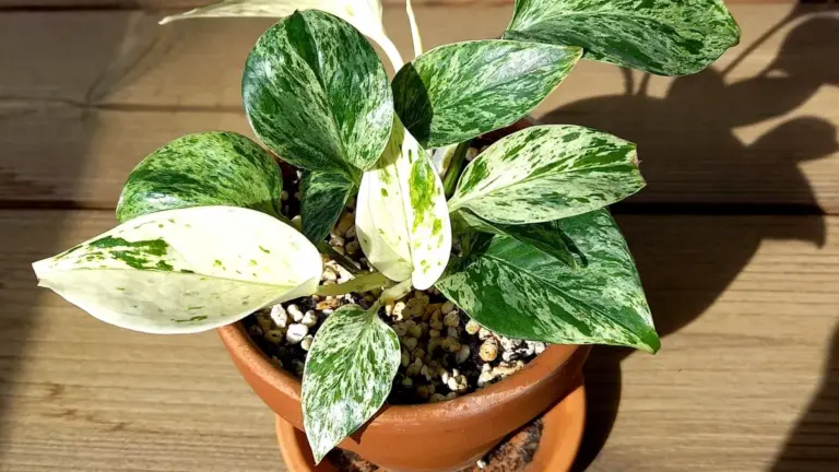 Pothos con foglie piccole e steli lunghi: il segnale da leggere prima di spostarlo