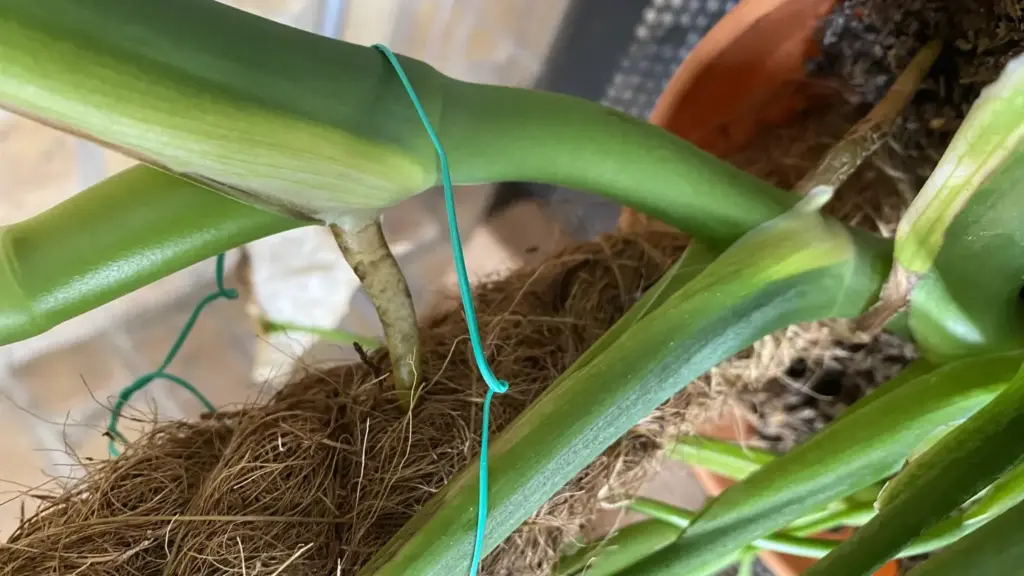 Monstera con foglie nuove più piccole: cosa controllare su luce e sostegno prima di concimare
