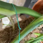 Monstera con foglie nuove più piccole: cosa controllare su luce e sostegno prima di concimare