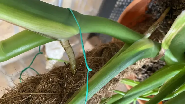 Monstera con foglie nuove più piccole: cosa controllare su luce e sostegno prima di concimare